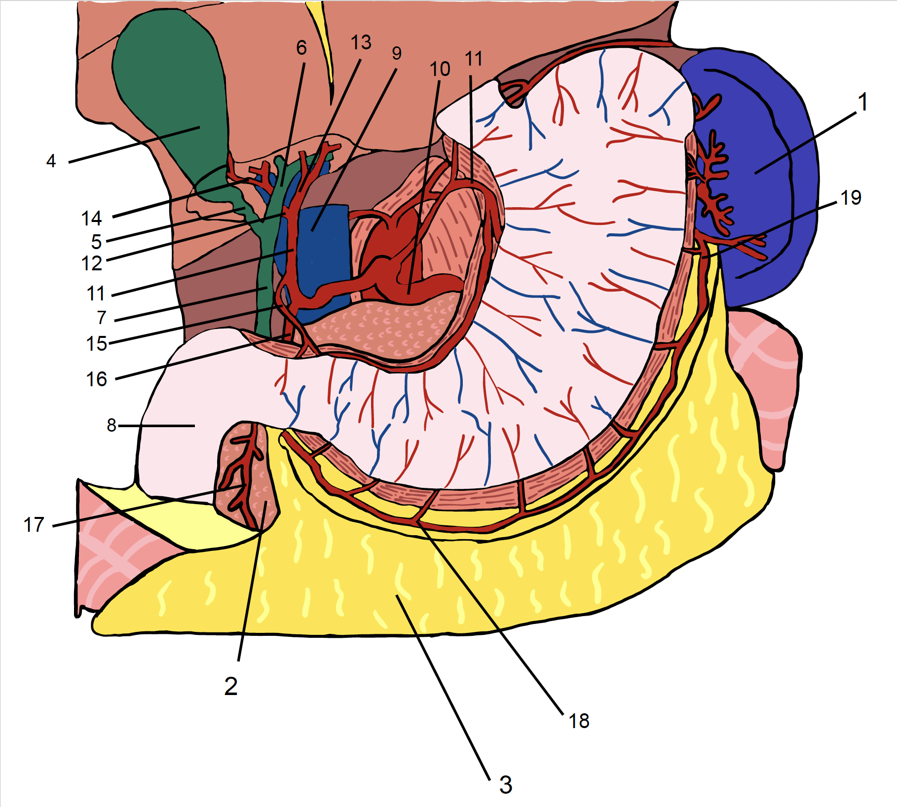 Universiteit Gent Students Drawing Supramesocolic organs and celiac